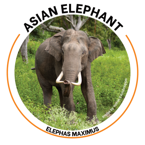 Asian Elephant