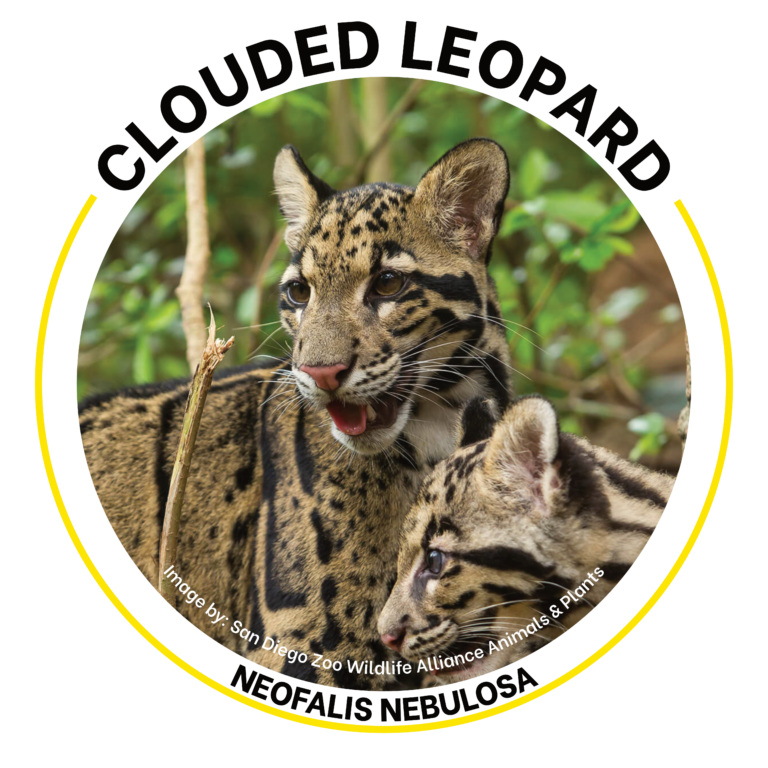 clouded leopard