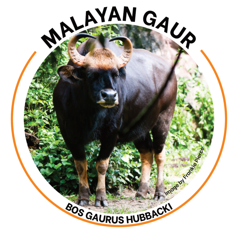 malayan gaur