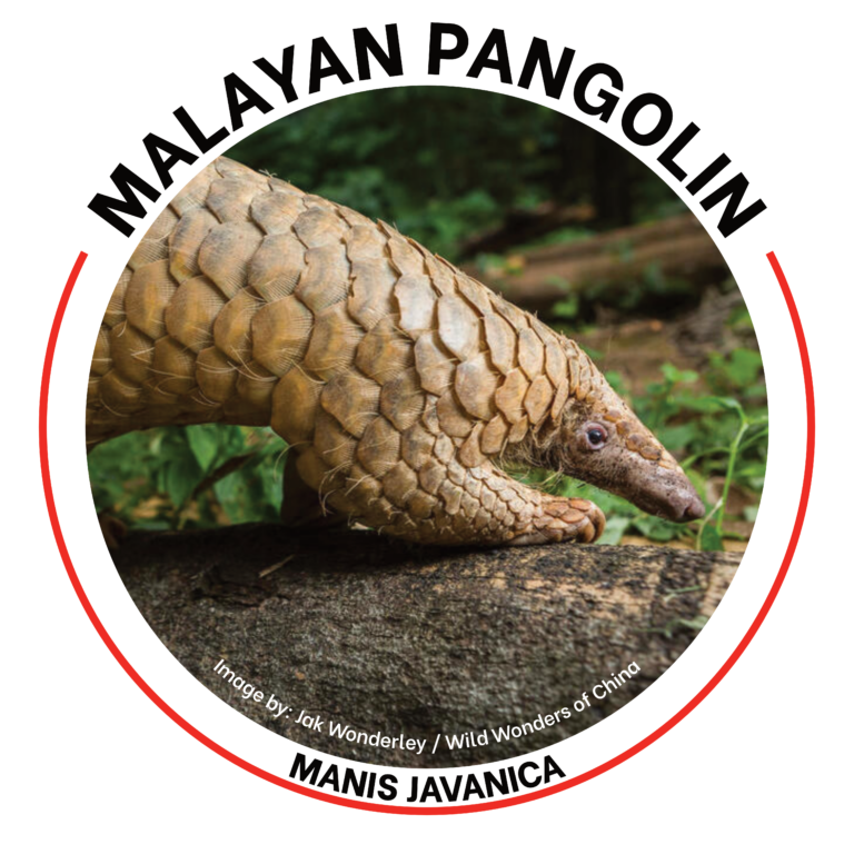 malayan pangolin