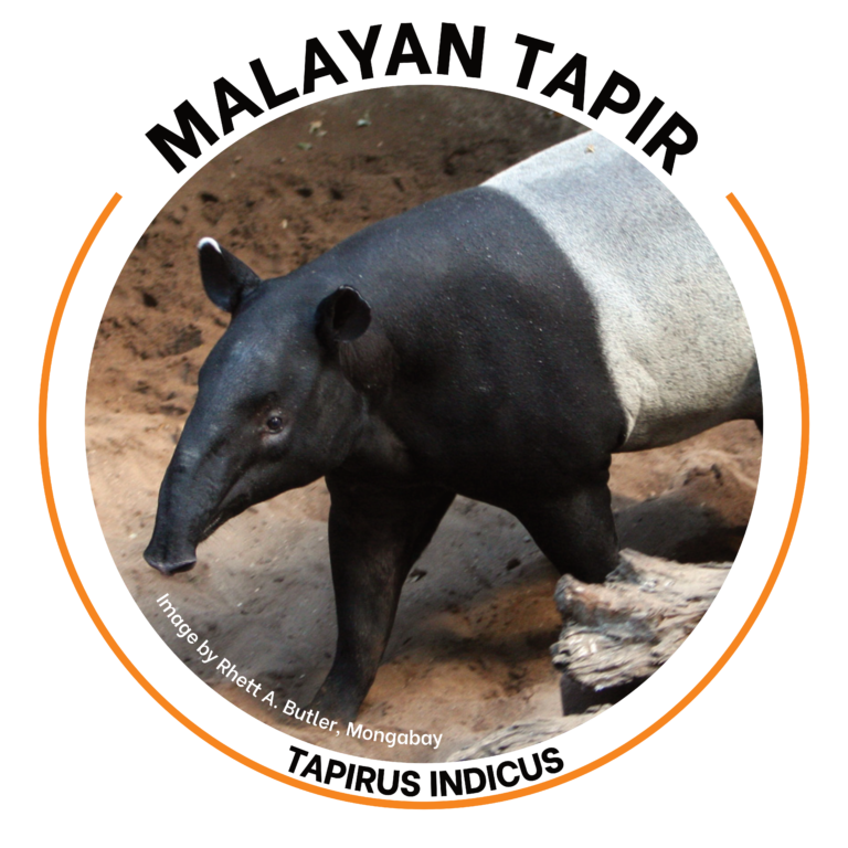 malayan tapir