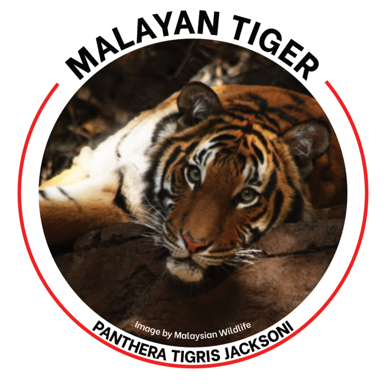 malayan tiger