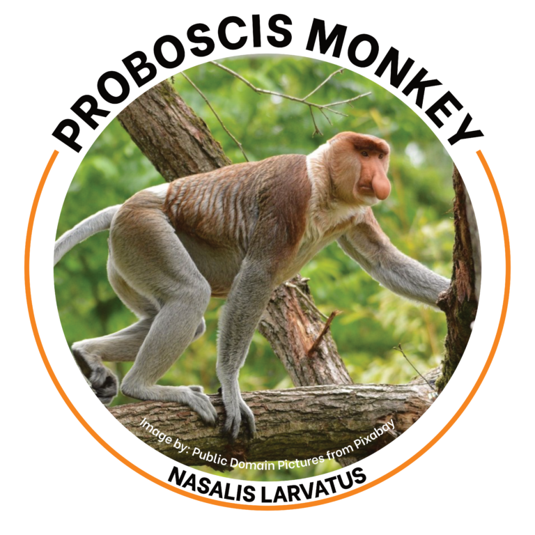 proboscis monkey