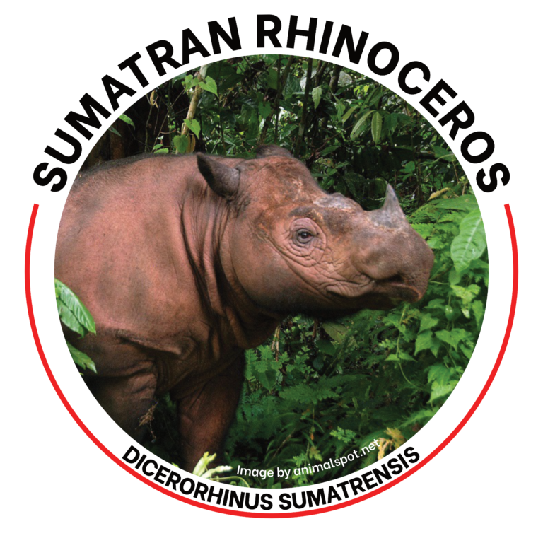 sumatran rhino