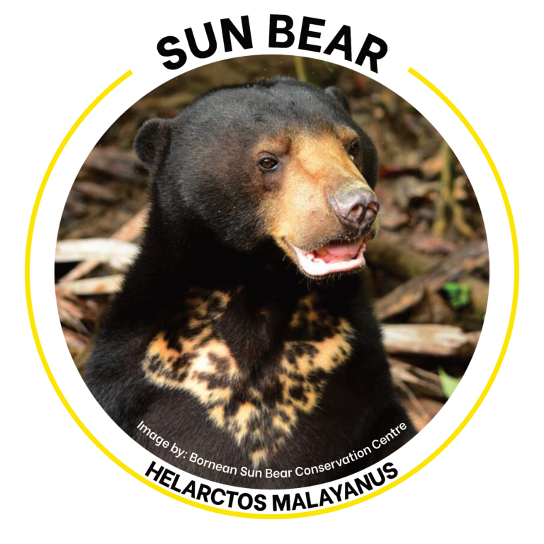 sun bear